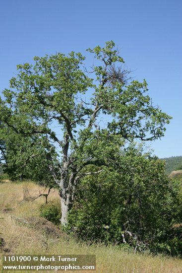 Blue Oak