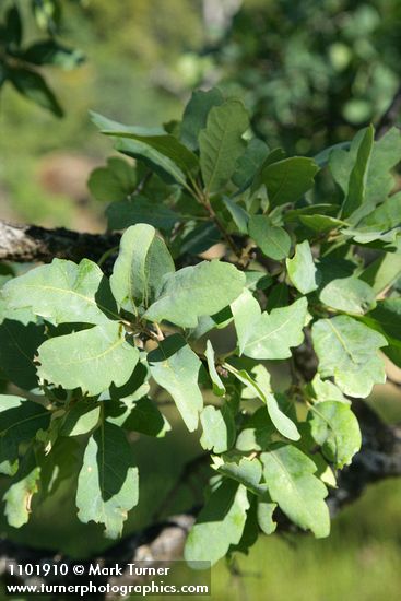 Blue Oak foliage