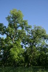 Valley Oaks