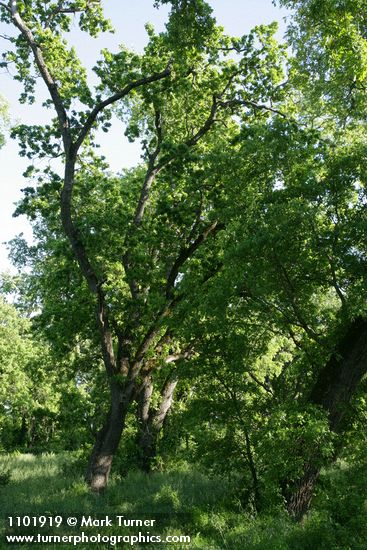 Valley Oaks