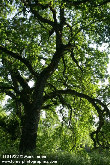 Valley Oak