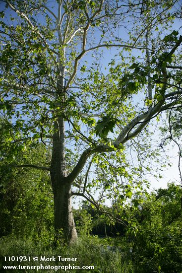 California Sycamore