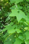 California Manroot blossoms & foliage