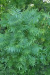 Northern California Black Walnut foliage