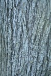 Northern California Black Walnut bark