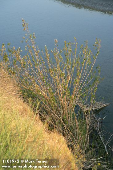 Mule-fat at edge of Stoney Creek