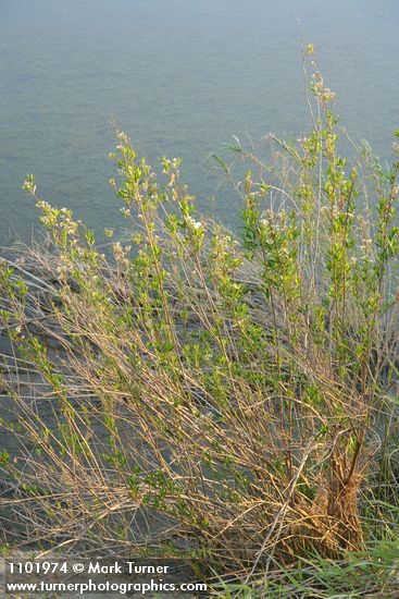 Mule-fat at edge of Stoney Creek