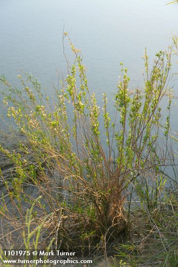 Mule-fat at edge of Stoney Creek