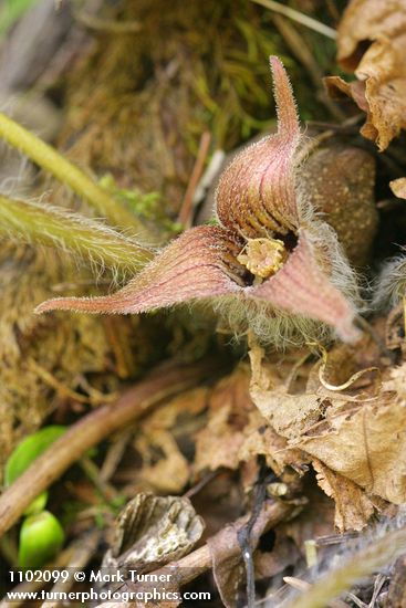 Hartweg's Wild Ginger blossom detail