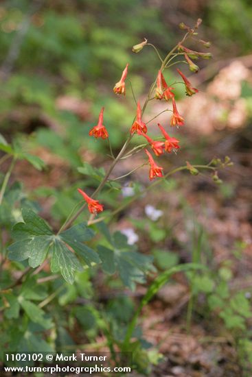 Cañon Delphinium
