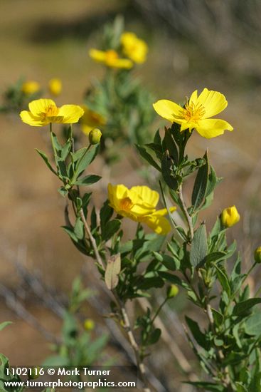 Bush Poppy blossoms & foliage