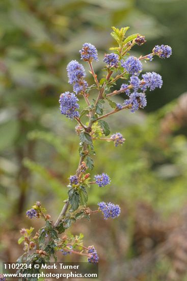 Wavyleaf Ceanothus blossoms & foliage