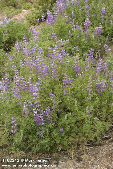 Western Lupine