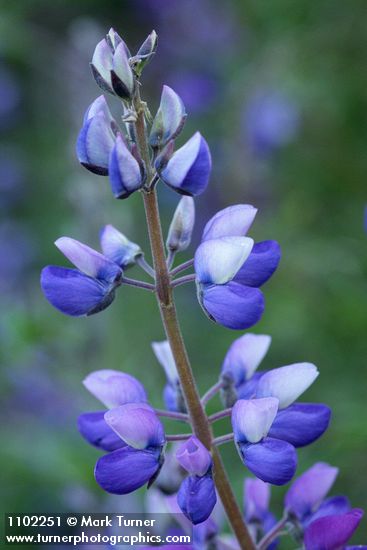 Western Lupine blossoms detail