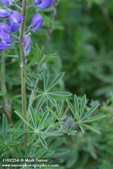 Western Lupine foliage