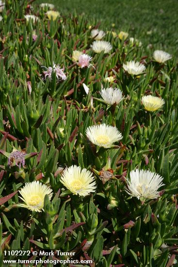 Hottentot Fig