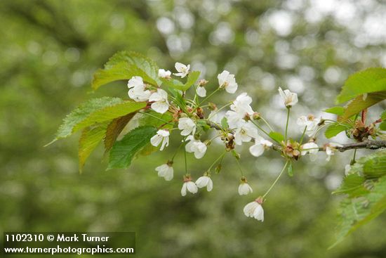 Sweet Cherry blossoms & foliage