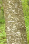 Sweet Cherry bark