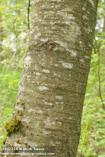 Sweet Cherry bark