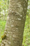 Sweet Cherry bark