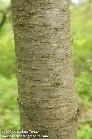 Sweet Cherry bark