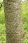 Sweet Cherry bark