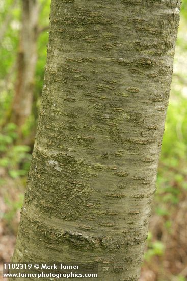 Sweet Cherry bark