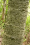 Sweet Cherry bark