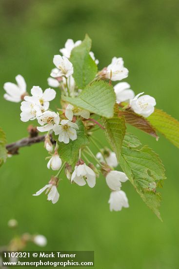 Sweet Cherry blossoms & foliage