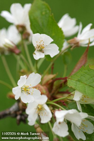 Sweet Cherry blossoms detail