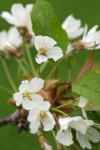 Sweet Cherry blossoms detail