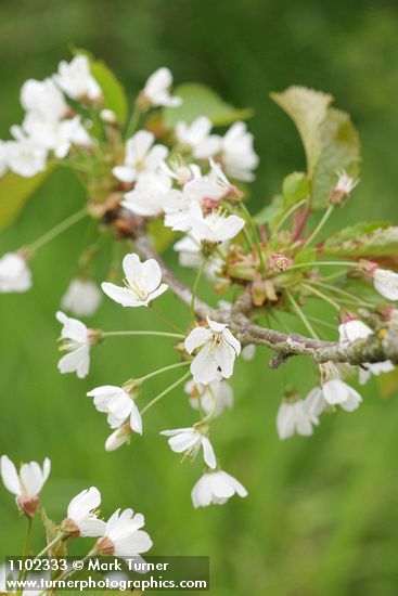 Sweet Cherry blossoms