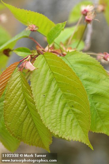 Sweet Cherry foliage detail
