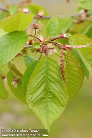 Sweet Cherry foliage detail