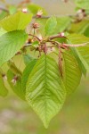 Sweet Cherry foliage detail