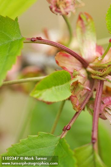 Sweet Cherry glands on leaf petiole detail