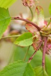 Sweet Cherry glands on leaf petiole detail