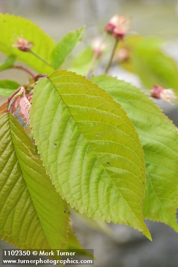 Sweet Cherry foliage detail