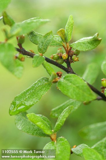 Russet Buffaloberry immature fruit among foliage