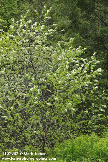 Prunus emarginata