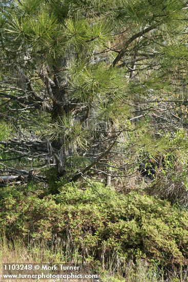 Mountain Misery under Ponderosa Pine, habitat view