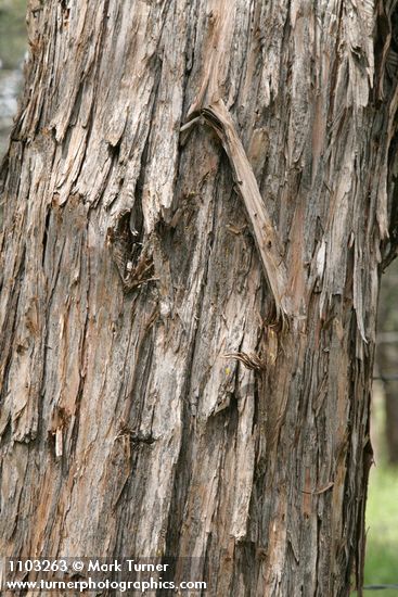 Western Juniper bark