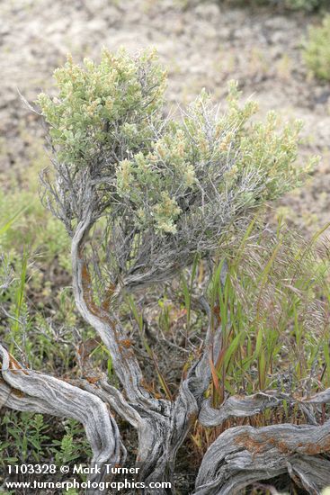 Spiny Greasebush