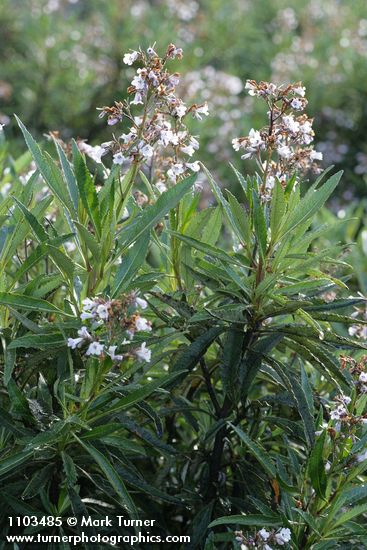 Yerba Santa blossoms & foliage