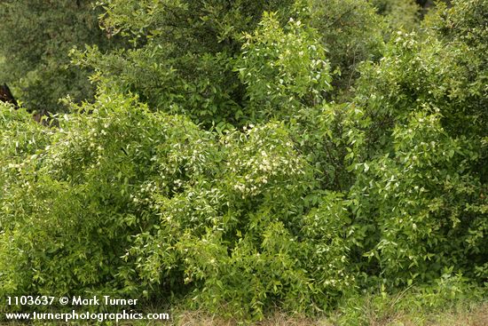 Brown Dogwood
