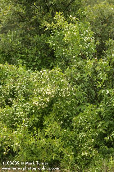 Brown Dogwood