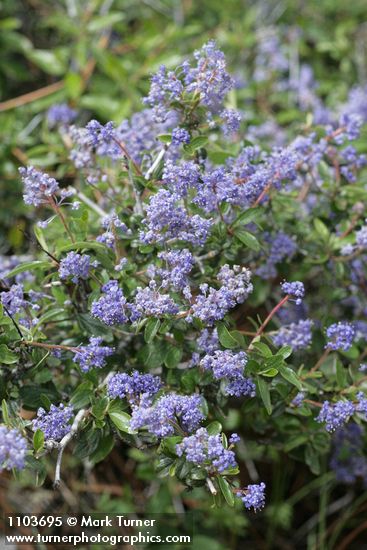 Pinemat blossoms & foliage