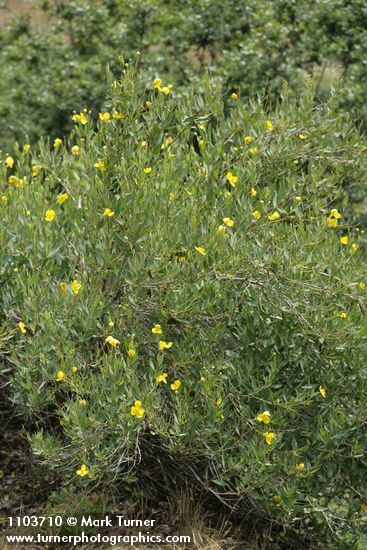 Bush Poppy