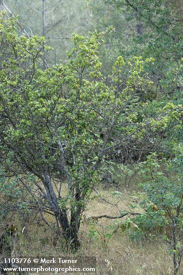 Redberry Buckthorn