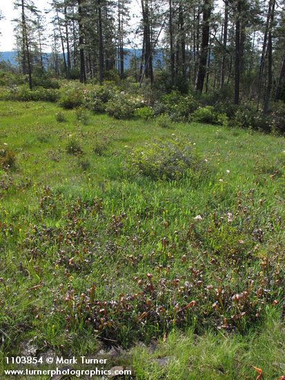 Darlingtonia californica